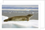 Leopard Seal Resting on Ice by Anonymous