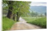 Rural Road in Cades Cove by Anonymous