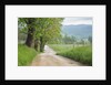 Rural Road in Cades Cove by Anonymous
