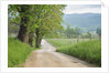 Rural Road in Cades Cove by Anonymous