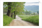 Rural Road in Cades Cove by Anonymous