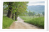 Rural Road in Cades Cove by Anonymous