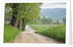 Rural Road in Cades Cove by Anonymous