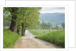 Rural Road in Cades Cove by Anonymous