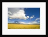 Cumulus Clouds Over Golden Pampas in Chile by Anonymous