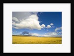 Cumulus Clouds Over Golden Pampas in Chile by Anonymous