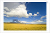 Cumulus Clouds Over Golden Pampas in Chile by Anonymous