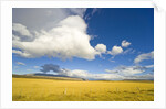 Cumulus Clouds Over Golden Pampas in Chile by Anonymous