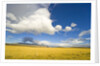 Cumulus Clouds Over Golden Pampas in Chile by Anonymous