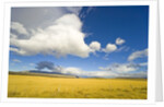 Cumulus Clouds Over Golden Pampas in Chile by Anonymous