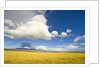 Cumulus Clouds Over Golden Pampas in Chile by Anonymous