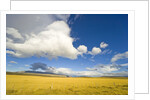 Cumulus Clouds Over Golden Pampas in Chile by Anonymous