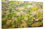 Green Agricultural Fields in Chile by Anonymous