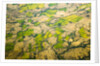 Green Agricultural Fields in Chile by Anonymous