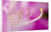 Close-up of Pink Rhododendron Bloom by Anonymous