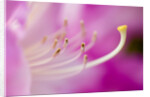 Close-up of Pink Rhododendron Bloom by Anonymous