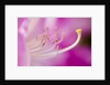 Close-up of Pink Rhododendron Bloom by Anonymous