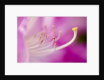 Close-up of Pink Rhododendron Bloom by Anonymous