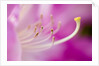 Close-up of Pink Rhododendron Bloom by Anonymous