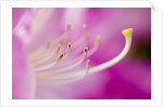Close-up of Pink Rhododendron Bloom by Anonymous
