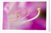 Close-up of Pink Rhododendron Bloom by Anonymous