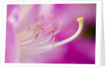 Close-up of Pink Rhododendron Bloom by Anonymous