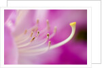 Close-up of Pink Rhododendron Bloom by Anonymous
