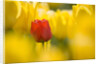 Red Tulip with Yellow Tulips by Anonymous