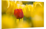 Red Tulip with Yellow Tulips by Anonymous