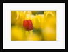 Red Tulip with Yellow Tulips by Anonymous