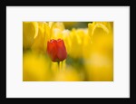 Red Tulip with Yellow Tulips by Anonymous