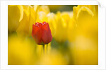 Red Tulip with Yellow Tulips by Anonymous