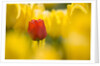 Red Tulip with Yellow Tulips by Anonymous