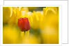 Red Tulip with Yellow Tulips by Anonymous