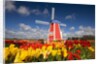 Windmill in Tulip Field by Anonymous
