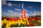 Windmill in Tulip Field by Anonymous