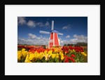 Windmill in Tulip Field by Anonymous
