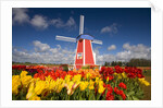 Windmill in Tulip Field by Anonymous