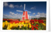 Windmill in Tulip Field by Anonymous