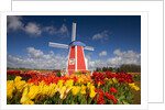 Windmill in Tulip Field by Anonymous
