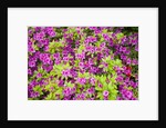 Azaleas in Bloom by Anonymous