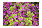 Azaleas in Bloom by Anonymous
