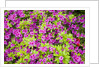 Azaleas in Bloom by Anonymous