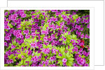Azaleas in Bloom by Anonymous