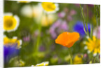 California Poppy Among Wildflowers by Anonymous