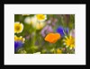 California Poppy Among Wildflowers by Anonymous