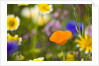 California Poppy Among Wildflowers by Anonymous