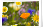 California Poppy Among Wildflowers by Anonymous