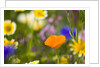 California Poppy Among Wildflowers by Anonymous