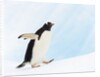 Gentoo Penguin on Iceberg in Gerlache Strait by Anonymous